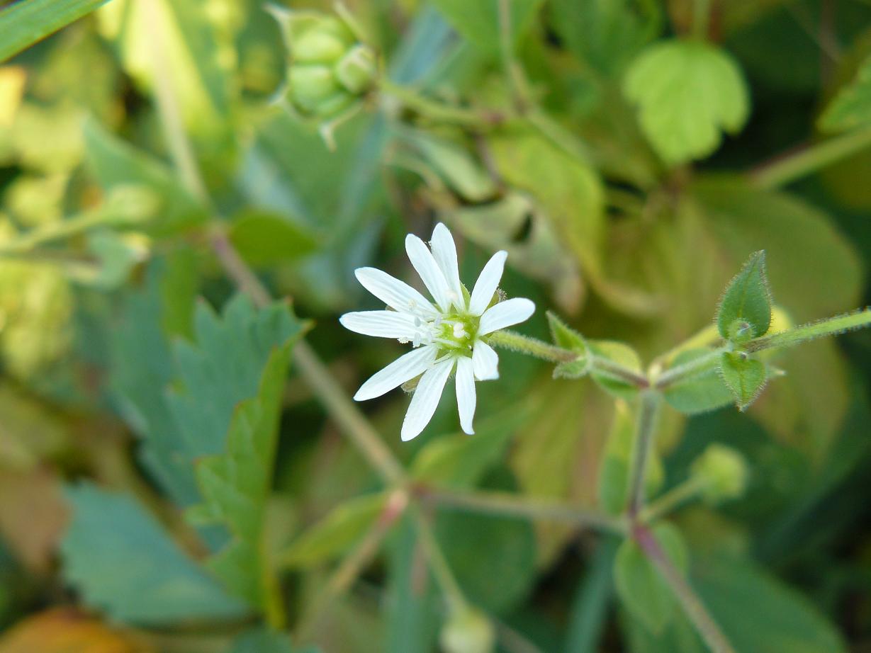 Stellaria cfr. neglecta